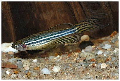 Danio Rerio voile